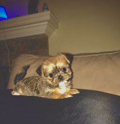 Shorkie pup for sell