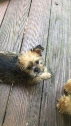 3 month old shorkie pup for sell
