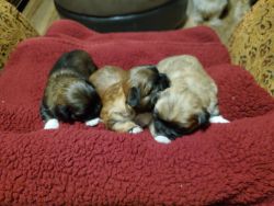 SHORKIE PUPPIES MALE