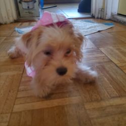 4 month old female shorkie for sale
