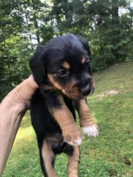 Shorkie puppy available female
