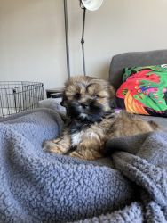 SHORKIE for sale