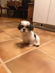 Adorable Male Shorkie