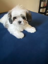Cute shorkie for sale