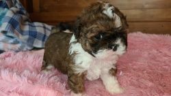 Shorkipoo Puppy For Sale