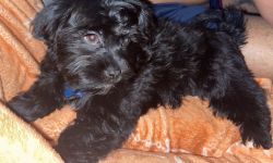 Shorkie puppy for sale
