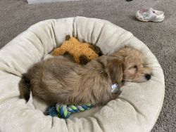 2 month old shorkie