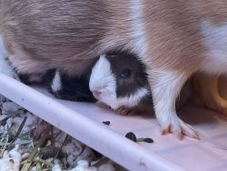 4 baby Guinea pigs for sale locally