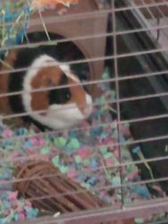 Re-home guinea pig