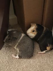 Two Adorable Guinea Pigs