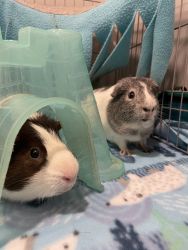 Two adorable guinea pigs for sale