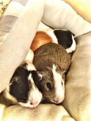 3 Free Guinea Pigs w/cage