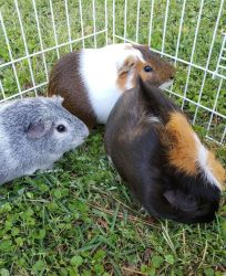 3 male Guinea pigs need a forever home ASAP