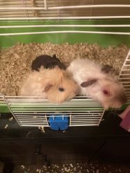 Trying to sell my three guinea pigs two babies one mother