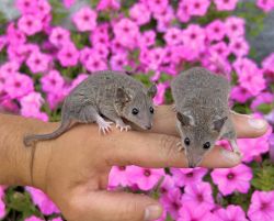Baby short tailed possums available!