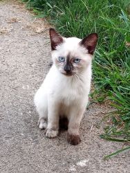 Simease kitten for sale
