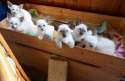 BBGTY Siamese kittens