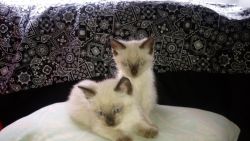 Blue point siamise kittens