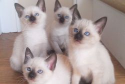 VBNHJ Siamese kittens