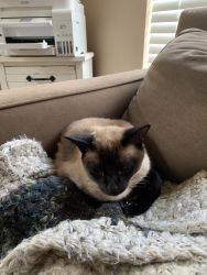 Purebred Siamese 6 yrs old sweetie needs a home