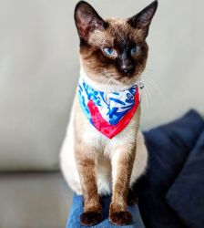 Siamese cat for adoption