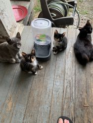 Free Cats/Kittens
