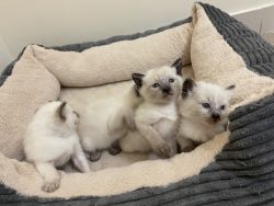 Siamese male kittens for sale