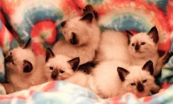 Purebred Seal Point Siamese Kittens