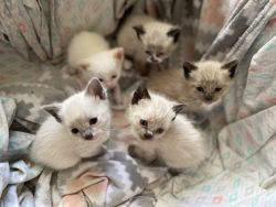 Siamese/Tonkinese kittens