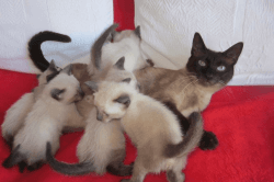 HEALTHY SIAMESE KITTENS READY NOW