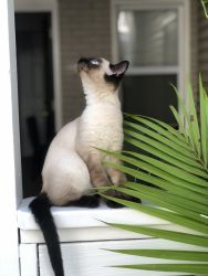 Smoky is a Siamese mix cat, he is one year and a half.
