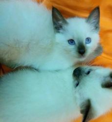 Purebred Siamese kittens