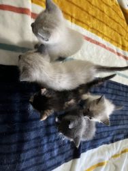 5 4week old Siamese kittens