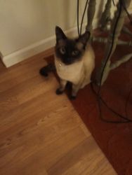 11 mos old chocolate point siamese
