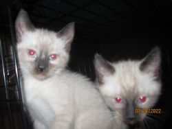 2 Male Siamese Kittens 8 weeks