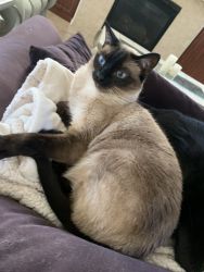Re-homing Luna, the sweetest Siamese
