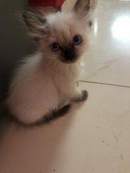 Siamese/Himalayan kitten for sale- 2 months old