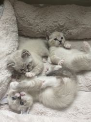Adorable kittens half Siamese half Ragdoll