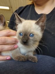 Siamese kittens all colors! Ready to go!