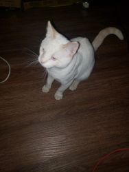6 Month Old Flame Point Siamese kittens
