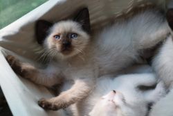 Point Siamese kittens