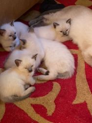 Siamese Sealpoint kittens