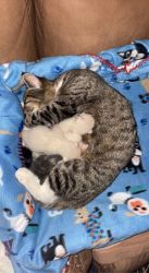 Australian mau and Siamese mixed kittens