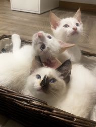 Adorable Siamese Calico Kittens!