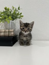Striped Kitten (Boy)