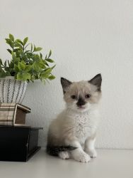 Kitten White Boy