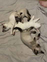 Kittens looking for good homes