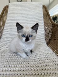White Kitten Blue eyes