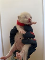 Purebred Siamese Female Kitten Red Collar