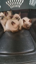 Sky's Kittens